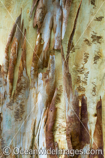 Scribbly Gum (Eucalyptus haemastoma), showing spectacular design in nature. Photo taken in Coffs Harbour, New South Wales, Australia. Photo - Gary Bell Scribbly Gum (Eucalyptus haemastoma), showing spectacular design in nature. Photo taken in Coffs Harbour, New South Wales, Australia. Photo - Gary Bell