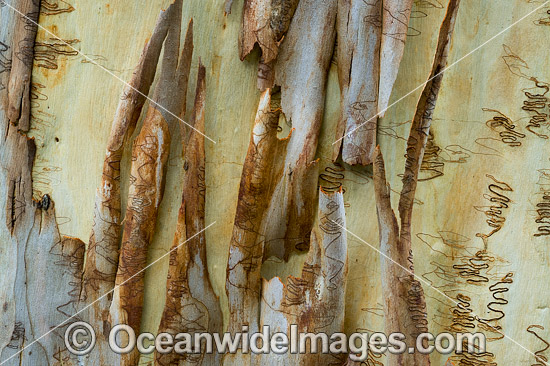Scribbly Gum (Eucalyptus haemastoma), showing spectacular design in nature. Photo taken in Coffs Harbour, New South Wales, Australia. Photo - Gary Bell Scribbly Gum (Eucalyptus haemastoma), showing spectacular design in nature. Photo taken in Coffs Harbour, New South Wales, Australia. Photo - Gary Bell
