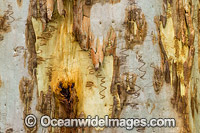 Scribbly Gum bark Photo - Gary Bell