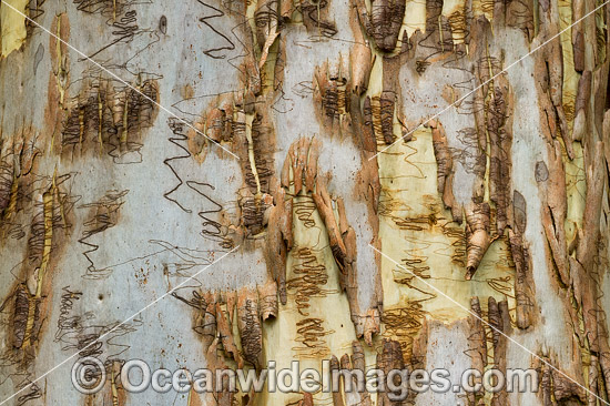 Scribbly Gum (Eucalyptus haemastoma), showing spectacular design in nature. Photo taken in Coffs Harbour, New South Wales, Australia. Photo - Gary Bell Scribbly Gum (Eucalyptus haemastoma), showing spectacular design in nature. Photo taken in Coffs Harbour, New South Wales, Australia. Photo - Gary Bell