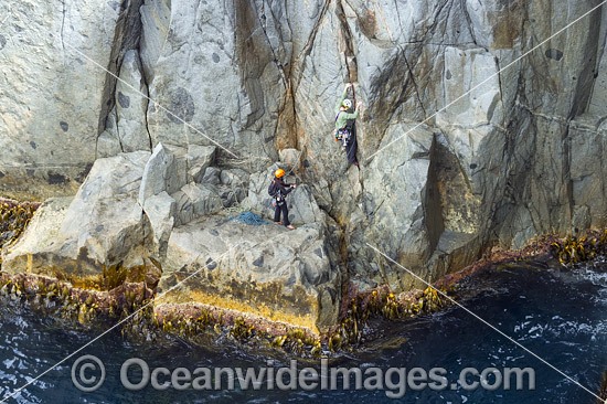 Rock climbers, climbing Beowulf Wall, located in Freycinet National Park, Tasmania, Australia. Photo - Gary Bell