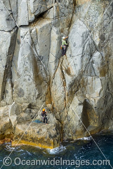 Rock climbers, climbing Beowulf Wall, located in Freycinet National Park, Tasmania, Australia. Photo - Gary Bell