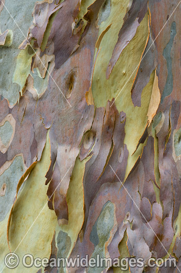 Spotted Gum bark photo