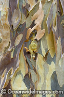 Spotted Gum bark Photo - Gary Bell