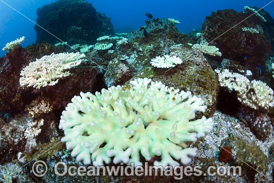 Mass Coral Bleaching photo