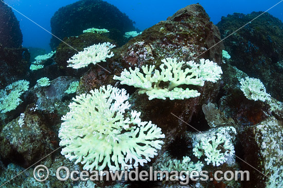 Mass Coral Bleaching photo Mass Coral Bleaching photo