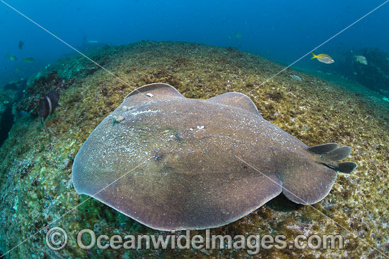 Coffin Ray (Hypnos monopterygium). Also known as Electric Ray, Crampfish, Numbfish, Short-tail Electric Ray and Torpedo Ray. New South Wales, Australia. This ray is capable of delivering a strong electric shock and uses its electric organs to stun prey. Photo - Gary Bell