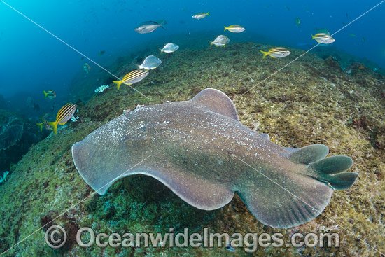 Coffin Ray photo