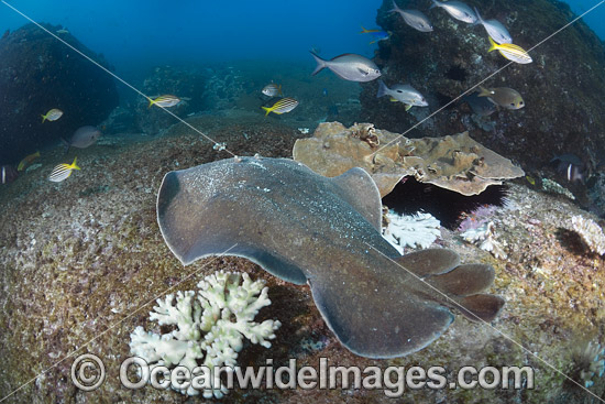 Coffin Ray (Hypnos monopterygium). Also known as Electric Ray, Crampfish, Numbfish, Short-tail Electric Ray and Torpedo Ray. New South Wales, Australia. This ray is capable of delivering a strong electric shock and uses its electric organs to stun prey. Photo - Gary Bell Coffin Ray (Hypnos monopterygium). Also known as Electric Ray, Crampfish, Numbfish, Short-tail Electric Ray and Torpedo Ray. New South Wales, Australia. This ray is capable of delivering a strong electric shock and uses its electric organs to stun prey. Photo - Gary Bell