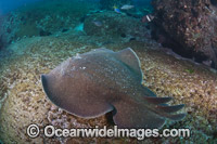 Coffin Ray Photo - Gary Bell