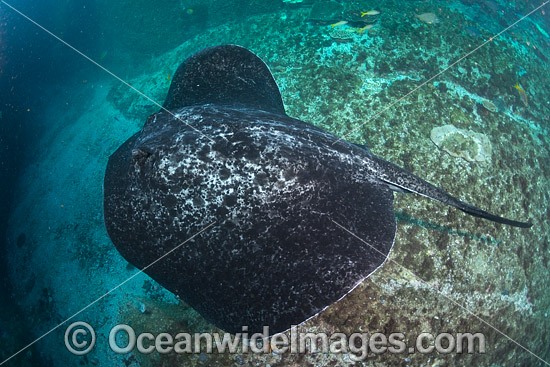 Blotched Fantail Ray photo
