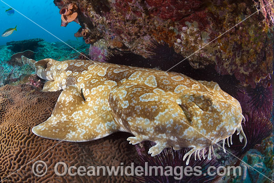 Spotted Wobbegong Shark (Orectolobus maculatus). Solitary Islands Marine Sanctuary, Coffs Harbour, New South Wales, Australia. Photo - Gary Bell Spotted Wobbegong Shark (Orectolobus maculatus). Solitary Islands Marine Sanctuary, Coffs Harbour, New South Wales, Australia. Photo - Gary Bell