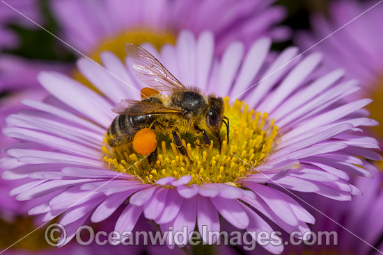 Honey Bee (Apis Mellifera), collecting pollen from a Daisy Flower. Clearly seen is the pollen basket or corbicula as part of the tibia on the hind legs sacks. Tasmania, Australia. Photo - Gary Bell
