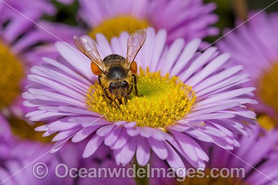 Honey Bee on Daisy photo Honey Bee on Daisy photo
