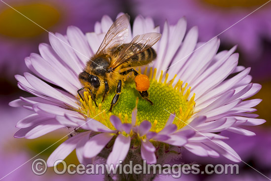 Honey Bee on Daisy photo Honey Bee on Daisy photo