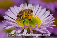 Honey Bee on Daisy Photo - Gary Bell
