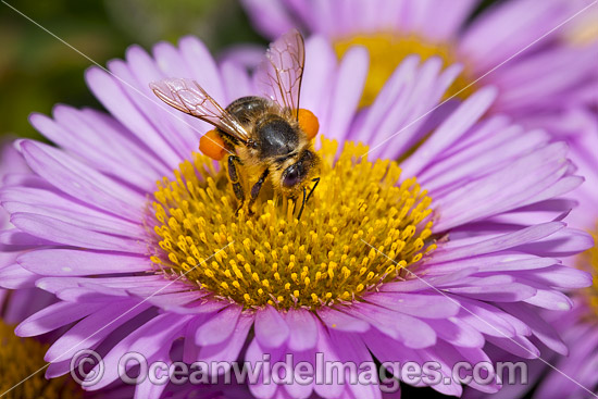 Honey Bee on Daisy photo