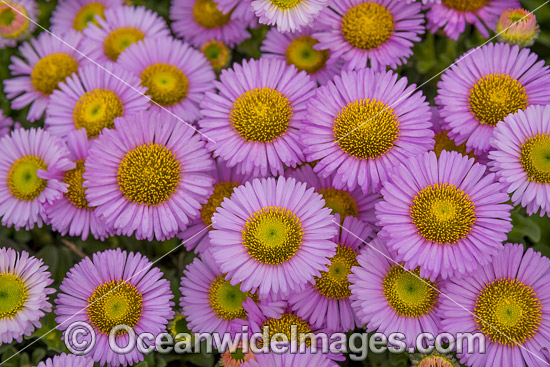 Daisy Flowers. Photo was taken in a garden in Tasmania, Australia. Photo - Gary Bell Daisy Flowers. Photo was taken in a garden in Tasmania, Australia. Photo - Gary Bell