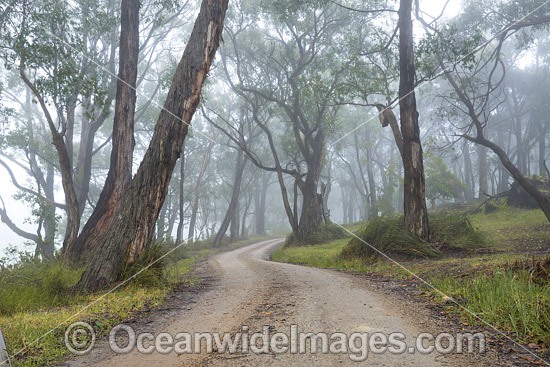 Track leading through open eucalypt forest. Arthurs Seat, Mornington Peninsula, Victoria, Australia Photo - Gary Bell