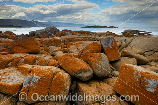 Lichen covered granite boulder coastline, showing Diamond Island. Bicheno, Tasmania, Australia. Photo - Gary Bell Lichen covered granite boulder coastline, showing Diamond Island. Bicheno, Tasmania, Australia. Photo - Gary Bell
