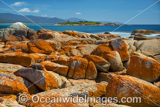 Lichen covered granite boulder coastline, showing Diamond Island. Bicheno, Tasmania, Australia. Photo - Gary Bell Lichen covered granite boulder coastline, showing Diamond Island. Bicheno, Tasmania, Australia. Photo - Gary Bell