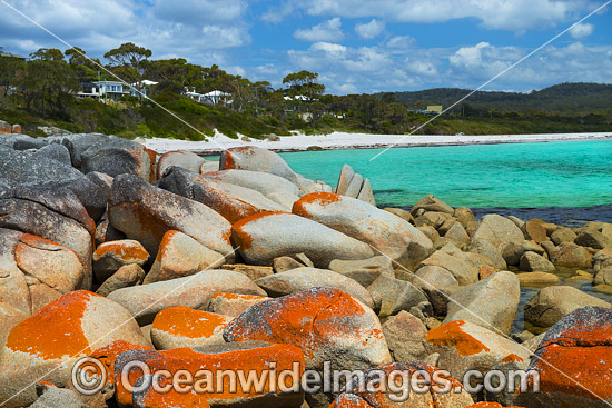 Lichen covered granite boulder coastline. Bay of Fires, Tasmania, Australia. Photo - Gary Bell Lichen covered granite boulder coastline. Bay of Fires, Tasmania, Australia. Photo - Gary Bell