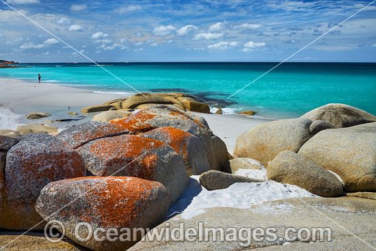 Lichen covered granite boulder coastline. Bay of Fires, Tasmania, Australia. Photo - Gary Bell Lichen covered granite boulder coastline. Bay of Fires, Tasmania, Australia. Photo - Gary Bell