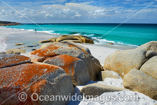 Lichen covered granite boulder coastline. Bay of Fires, Tasmania, Australia. Photo - Gary Bell Lichen covered granite boulder coastline. Bay of Fires, Tasmania, Australia. Photo - Gary Bell
