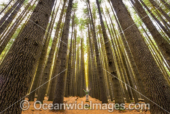 Sugar Pine Forest (Pinus lambertiana), planted in 1928 at the Bago State Forest. Laurel Hill, New South Wales, Australia. Photo - Gary Bell Sugar Pine Forest (Pinus lambertiana), planted in 1928 at the Bago State Forest. Laurel Hill, New South Wales, Australia. Photo - Gary Bell