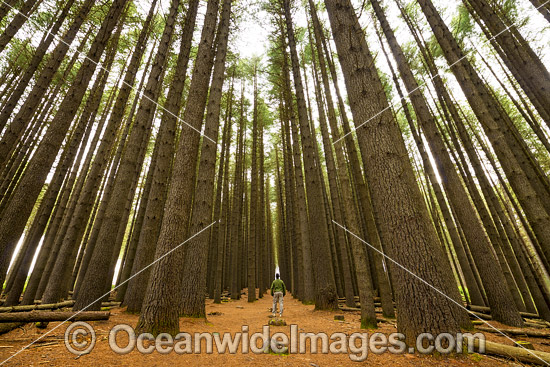 Sugar Pine Forest (Pinus lambertiana), planted in 1928 at the Bago State Forest. Laurel Hill, New South Wales, Australia. Photo - Gary Bell Sugar Pine Forest (Pinus lambertiana), planted in 1928 at the Bago State Forest. Laurel Hill, New South Wales, Australia. Photo - Gary Bell