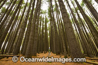 Sugar Pine Forest Photo - Gary Bell