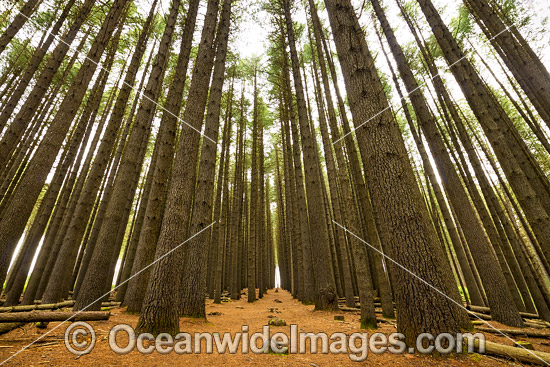 Sugar Pine Forest photo