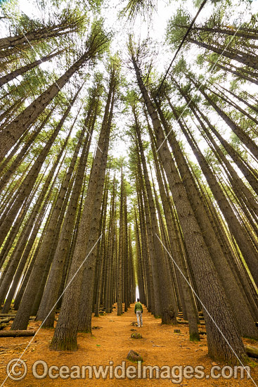 Sugar Pine Forest (Pinus lambertiana), planted in 1928 at the Bago State Forest. Laurel Hill, New South Wales, Australia. Photo - Gary Bell