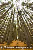Sugar Pine Forest Photo - Gary Bell