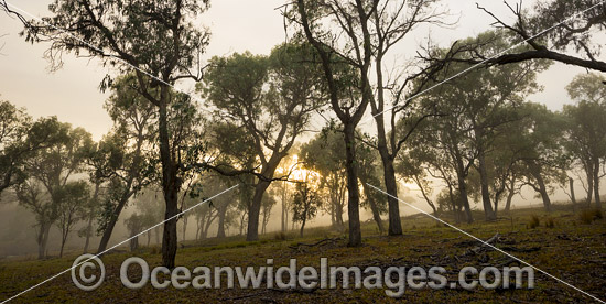 Farmland with Eucalypt forest at sunrise photo