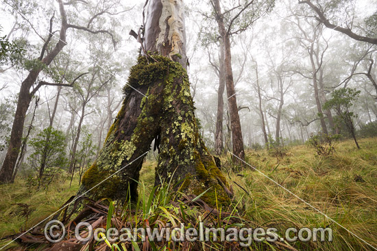Snow Gums in Gondwana Rainforest photo Snow Gums in Gondwana Rainforest photo