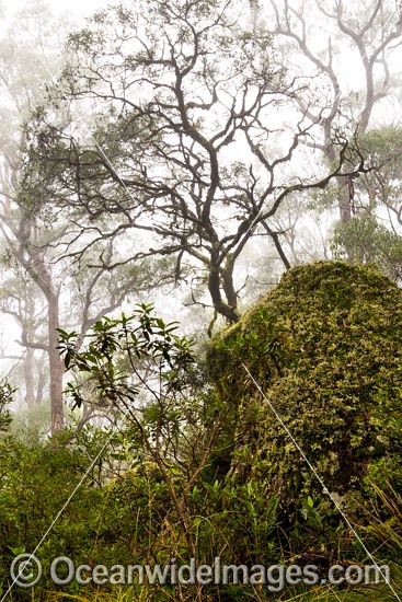 Snow Gums forest in mist photo