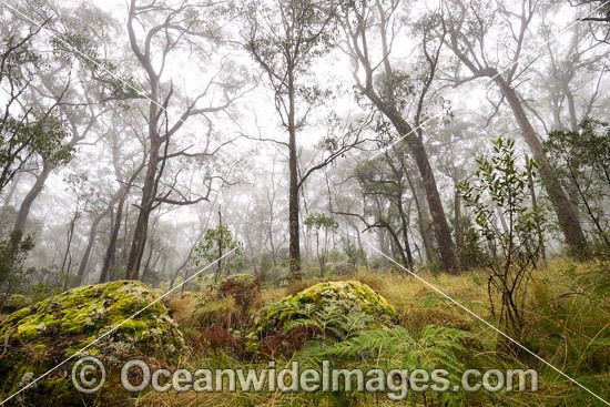 Snow Gums in Gondwana Rainforest photo