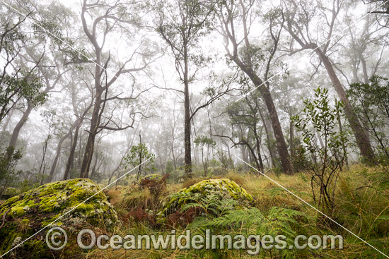 Snow Gums in Gondwana Rainforest photo Snow Gums in Gondwana Rainforest photo