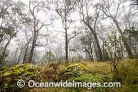 Snow Gums in Gondwana Rainforest Photo - Gary Bell