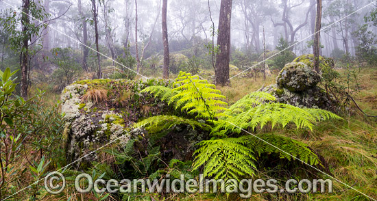 Snow Gums in mist photo