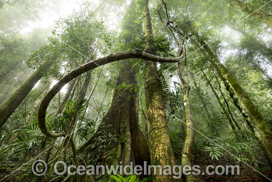 Dorrigo National Park rainforest photo