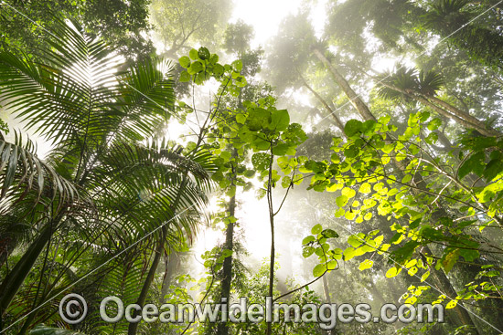 Rainforest in mist photo
