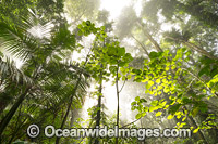 Rainforest in mist Photo - Gary Bell