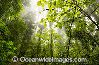 Dorrigo National Park rainforest Photo - Gary Bell