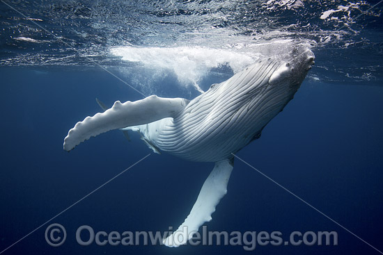 Humpback Whale underwater photo