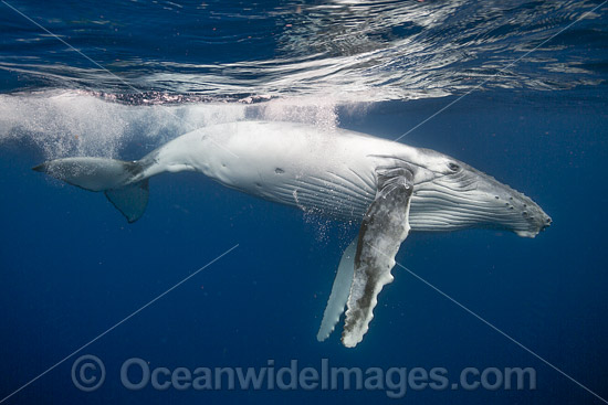 Humpback Whale underwater photo