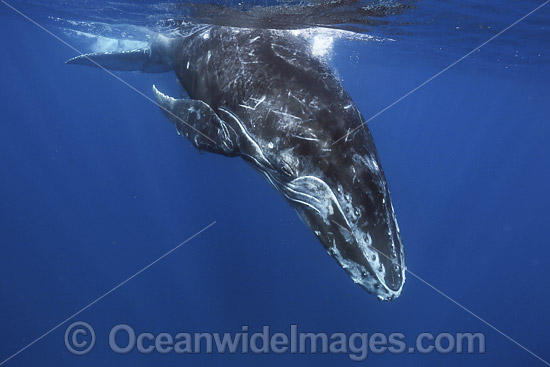 Humpback Whale calf photo