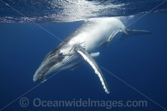 Humpback Whale calf photo Humpback Whale calf photo