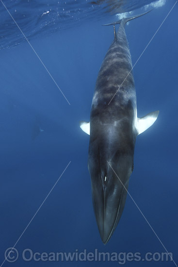 Minke Whale photo Minke Whale photo